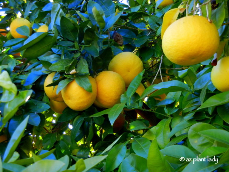 Ripe Grapefruit DSF Desert Gardening 101