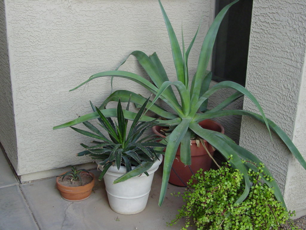  octopus agave in a container