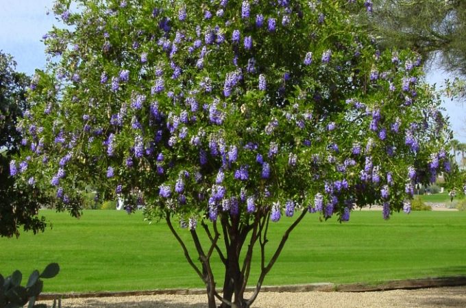 Texas Mountain Laurel Archives Ramblings From A Desert Garden Today S Post Is Written By Guest Blogger Emily Who Writes About Sustainable Gardening Getting To Landscape Your Own Yard Exciting And It Can Prove
