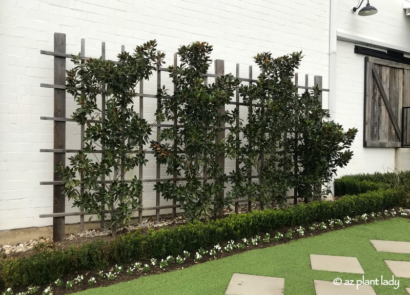 Espalier magnolia trees