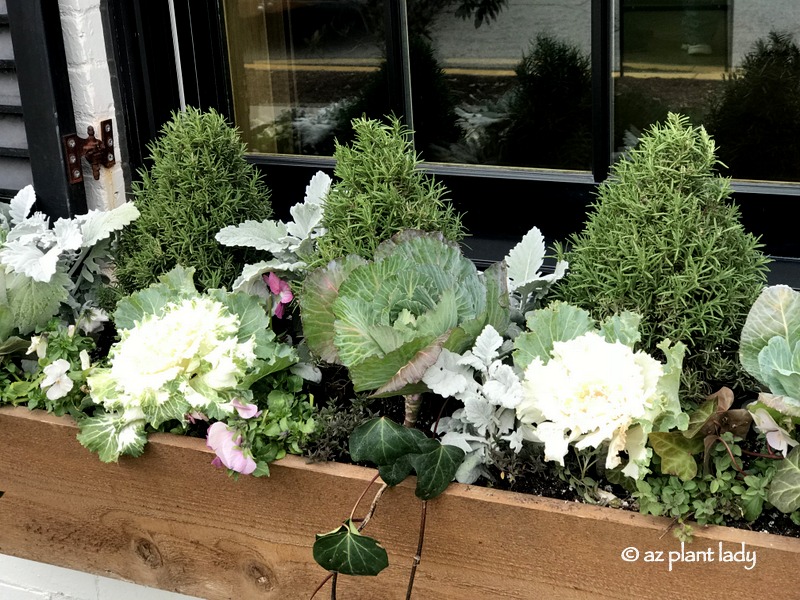 cabbage in a window box