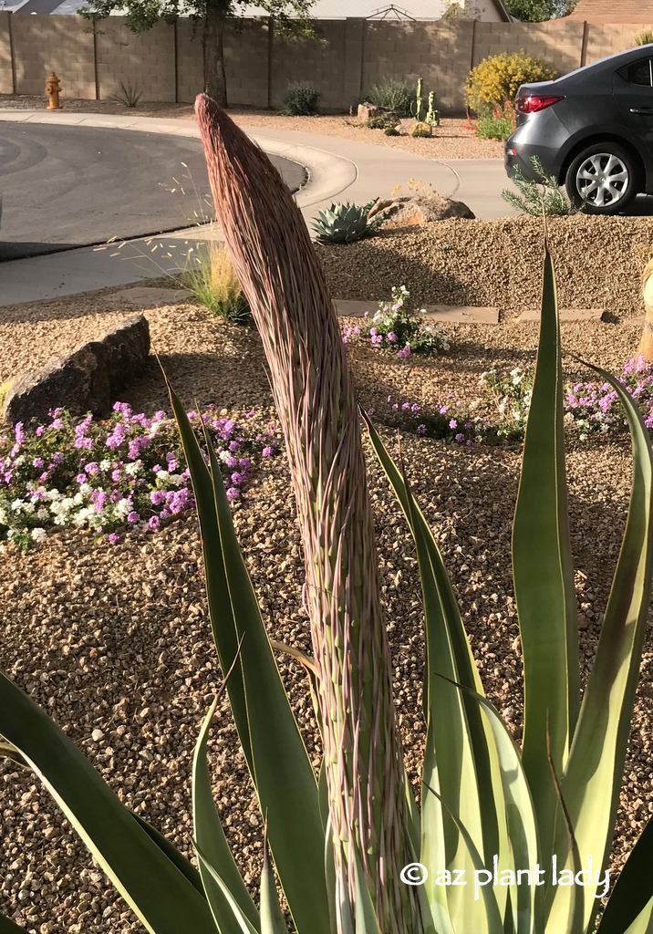 Octopus agave with flowering agave stem