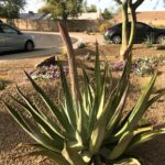 Flowering Agave