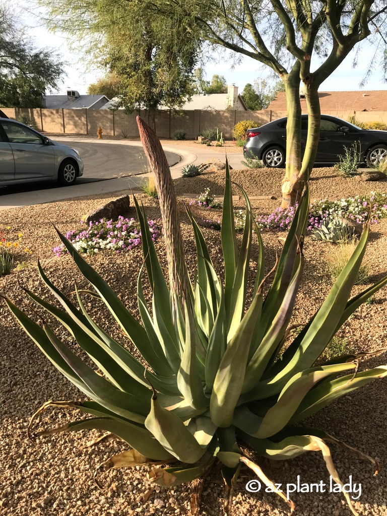 Flowering Agave