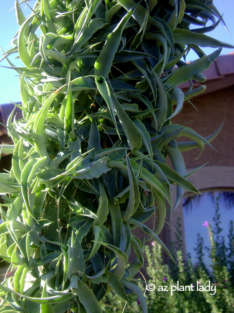 octopus agave bulbils