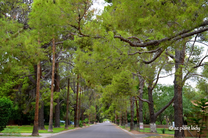 Stately pine trees along a historic Phoenix street