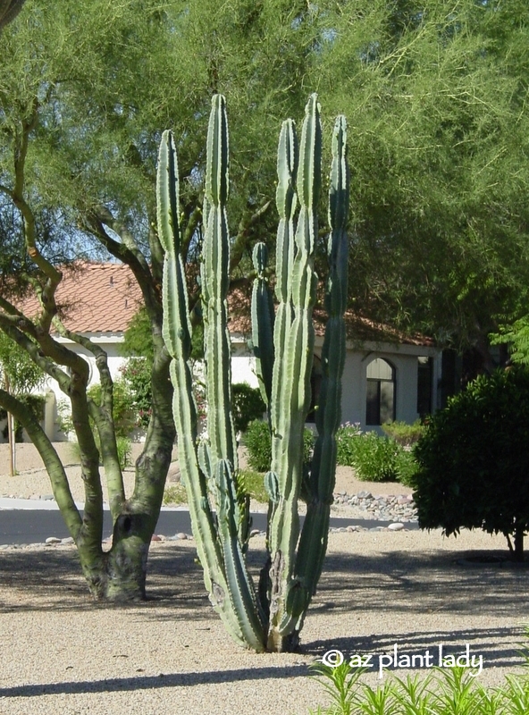A Cereus peruvianus cactus that has some bites taken out of its base by javelina