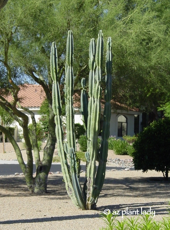 Javelina resistant plants Archives Desert Gardening 101
