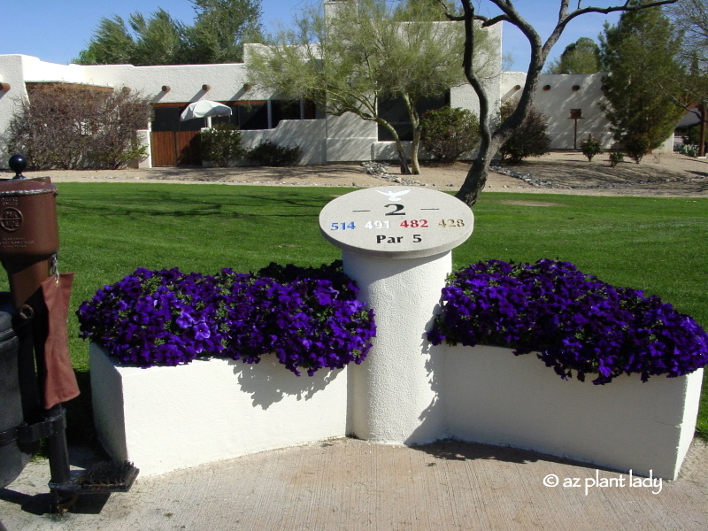 Plants on a golf course