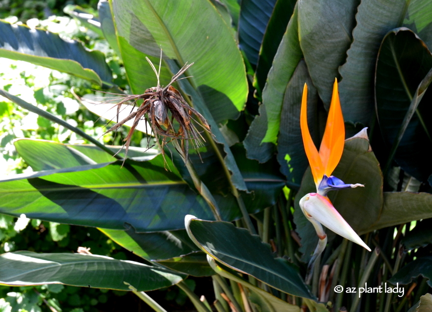 comparing two flowers from the same plant