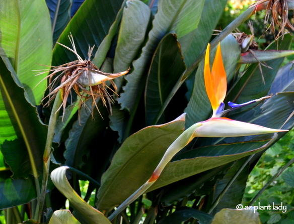 The Ugly Stepsister - The Floral Edition with tropical bird of paradise