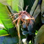 tropical bird of paradise