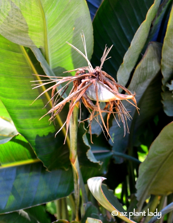 tropical bird of paradise that looks dead and beat up