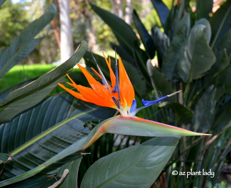 tropical bird of paradise