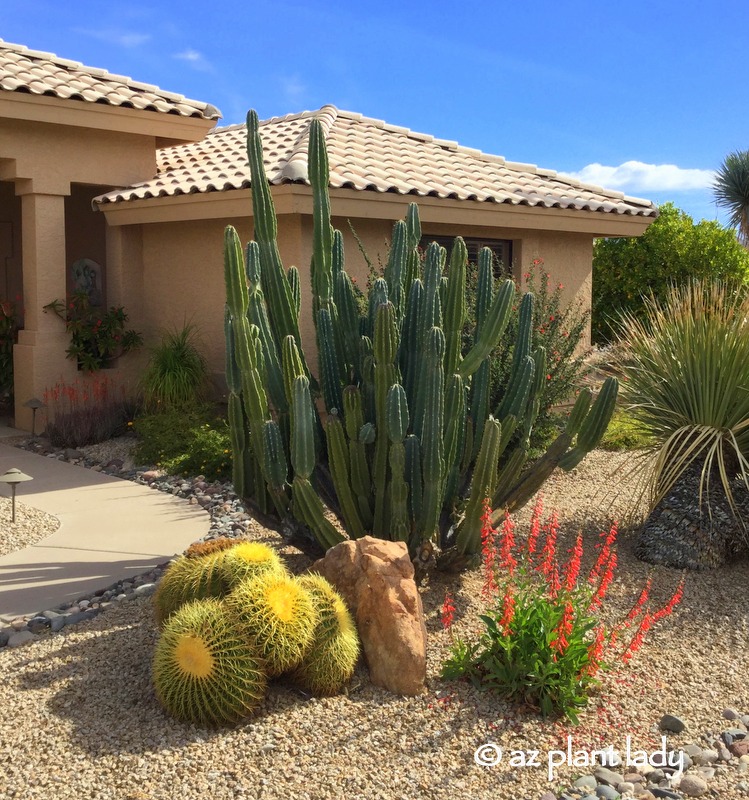 Cereus cactus, golden barrel cactus, and firecracker penstemon