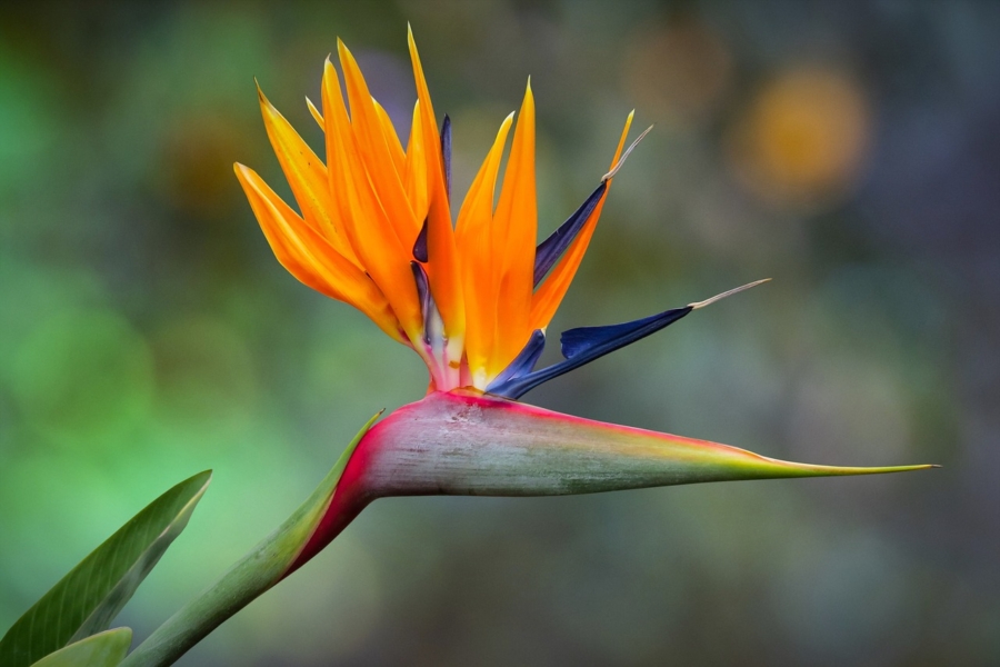 Beautiful Tropical Bird of Paradise | azplantlady.com