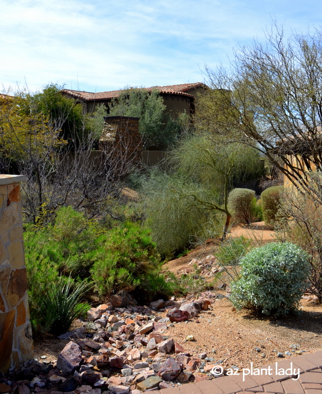 Javelina travel through arroyos (washes)