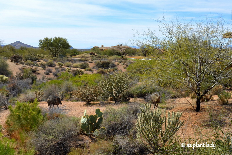 Javelina in the Desert Garden