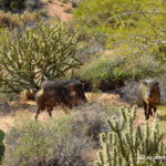 javelina_wild-pigs_Arizona_Sonoran_desert