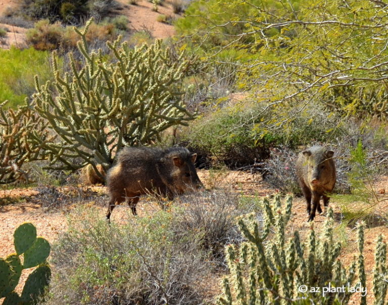 Encounter with Javelina in Desert Garden