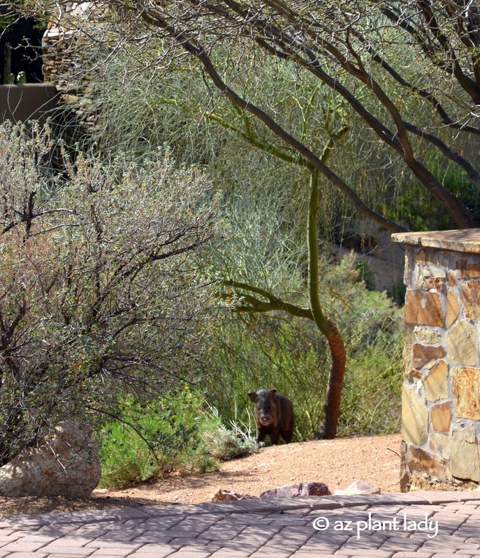 Javelina stepping out of an arroyo