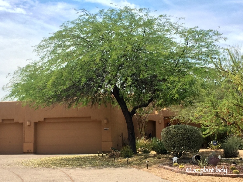 mesquite tree with pods