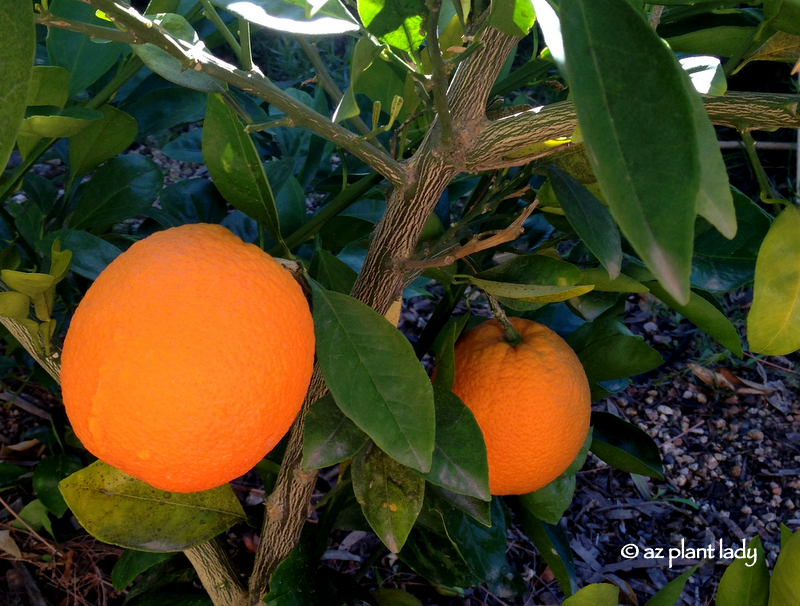  citrus fruit