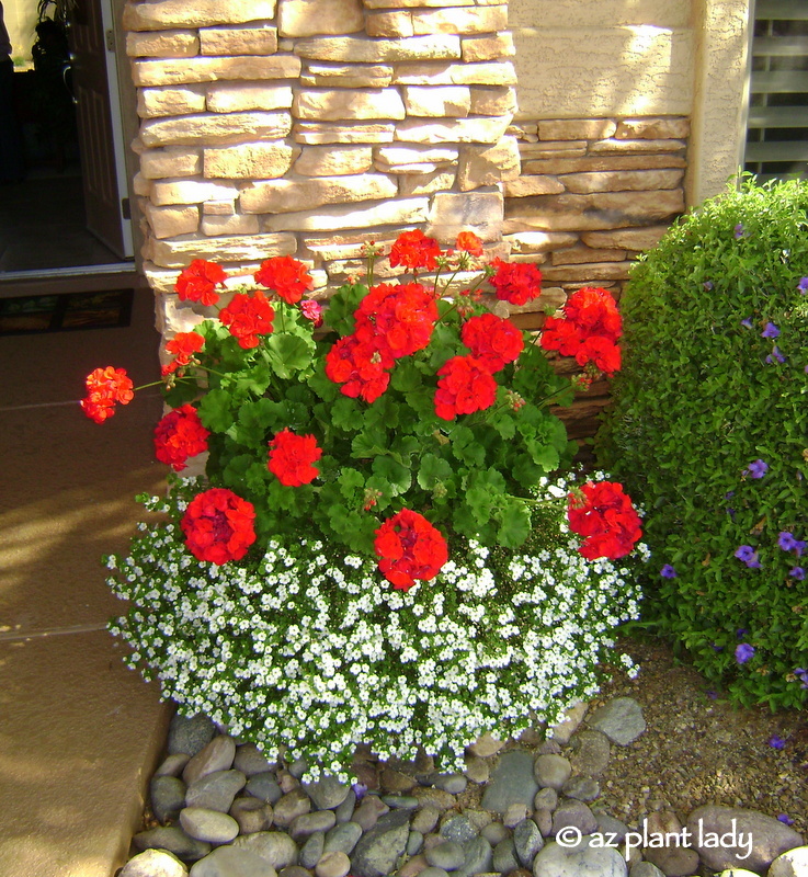 geraniums and annuals in a container