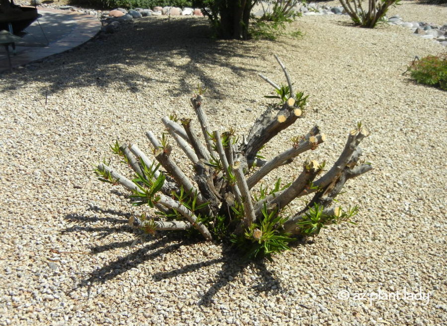 severe_renewal_pruning_oleander_shrub Desert Gardening 101