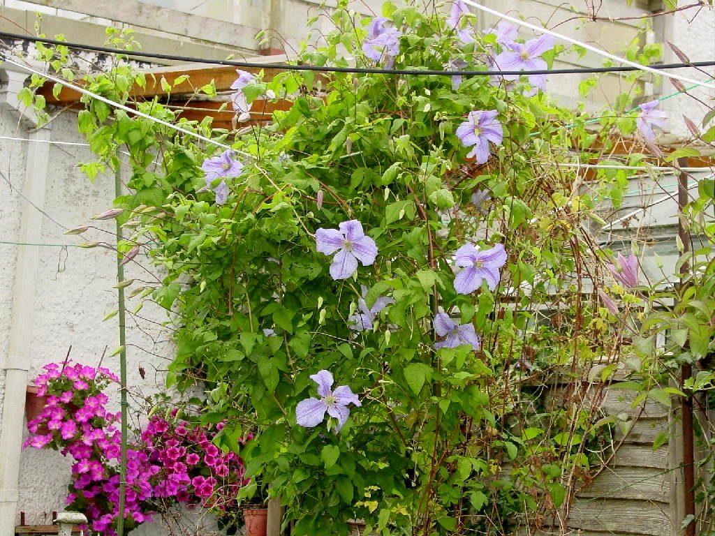 Aberyswyth, Wales (pretty face flower)