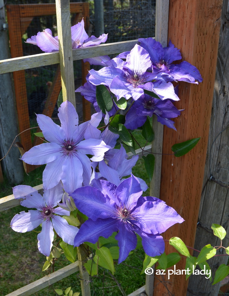 Sequim, Washington (clematis flower)