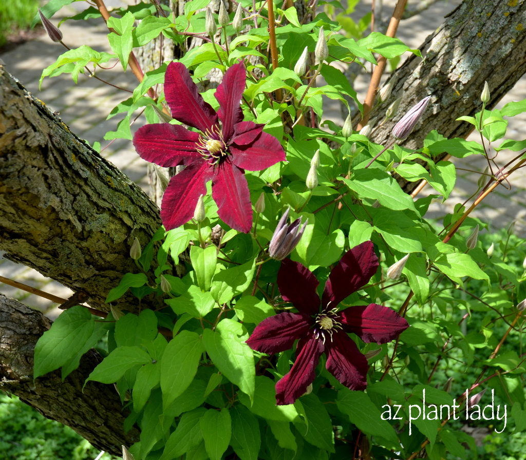 Olbrich Gardens, Wisconsin