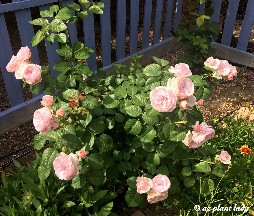 Olivia Rose with pink petals and a lovely scent