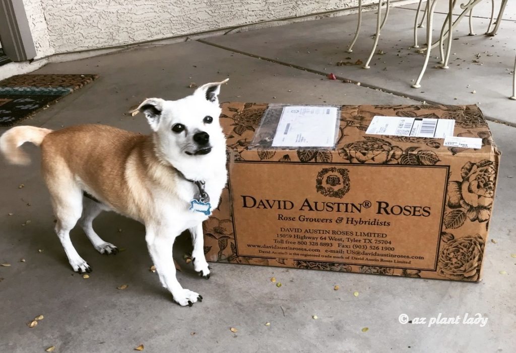 David Austin Roses in the mail