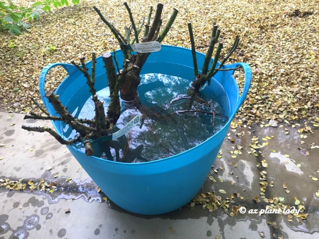 Soaking the David Austin Roses bare root rose