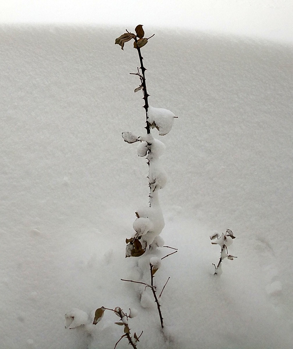 winter snow on a rose stem