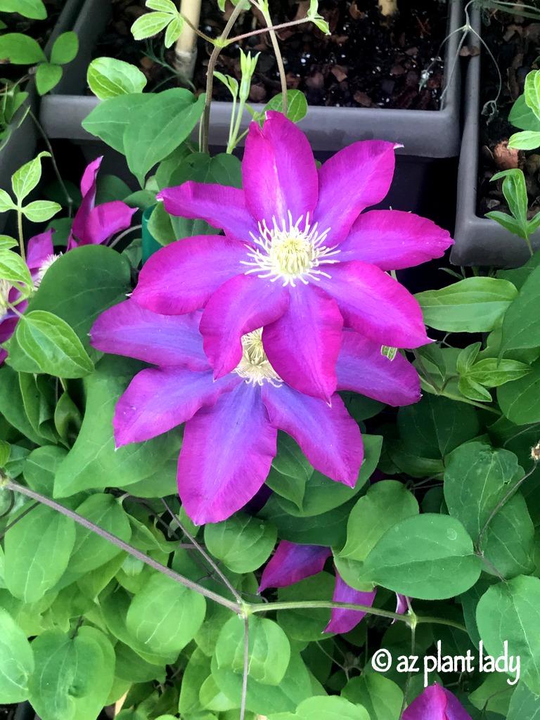 Lovely purple clematis flower