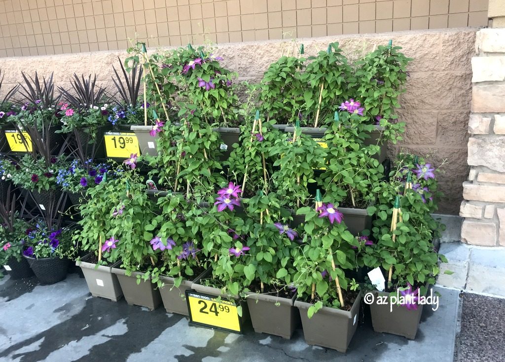 clematis flower at the grocery store