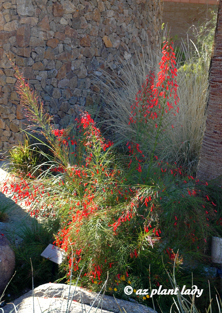 Fountains of Orange: Coral Fountain