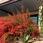 coral fountain