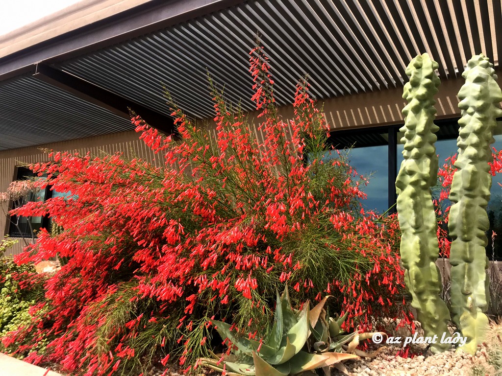 coral fountain