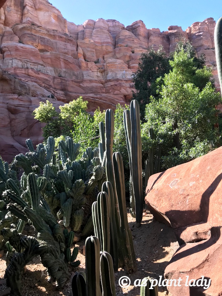 (Pachycereus marginatus) cactus which are Desert Adapted Plants