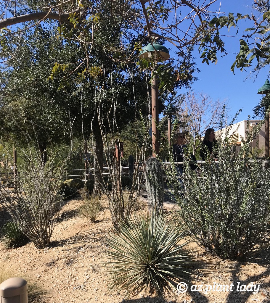 saguaro cactus, ocotillo, and a little yucca are Desert Adapted Plants