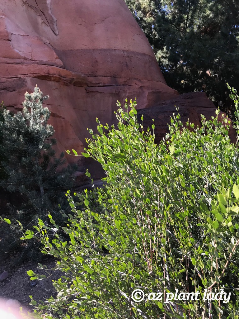 jojoba shrub (Simmondsia chinensis)