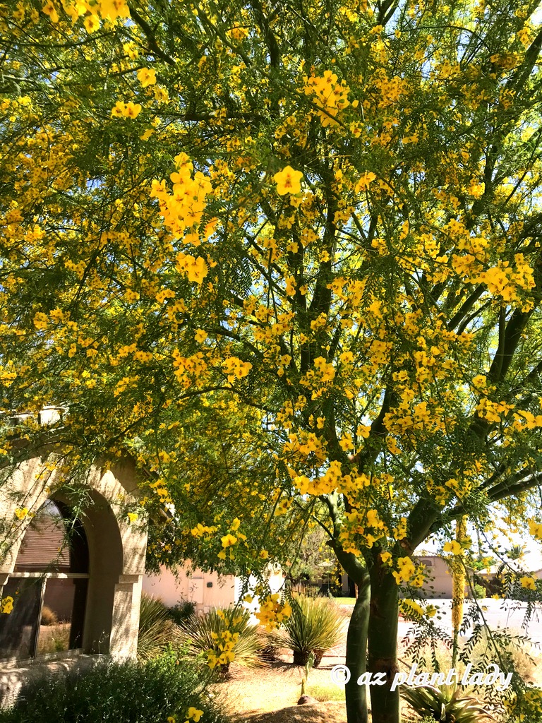 palo verde trees yellow flowers