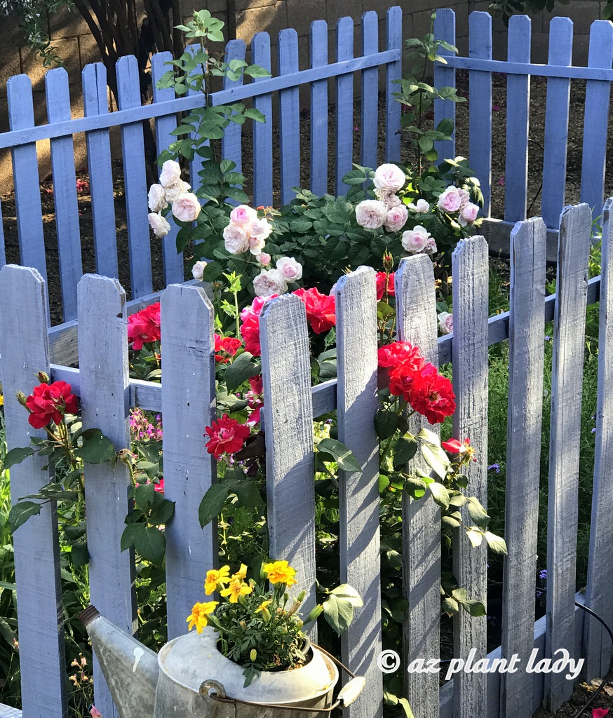 David Austin Roses growing amidst a periwinkle blue fence