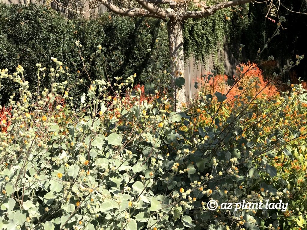 (Desert Adapted Plants) Indian Mallow