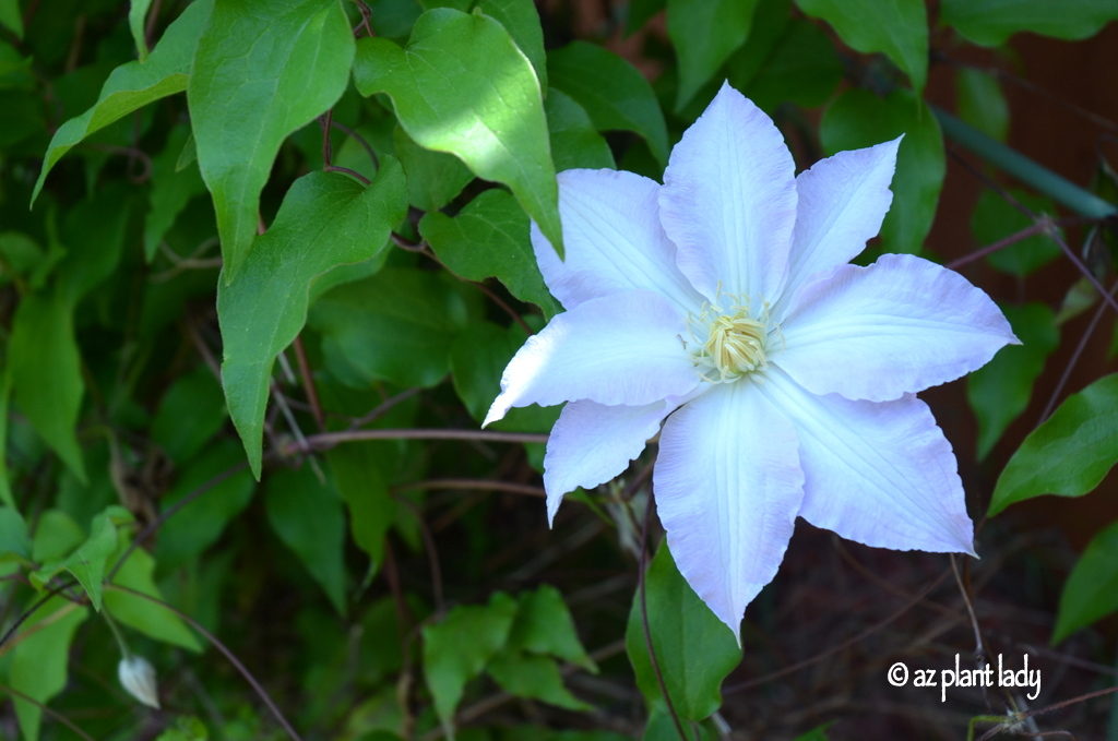 Minneapolis, (clematis flower) Minnesota