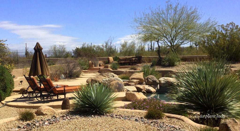 palo verde trees and saguaro cacti