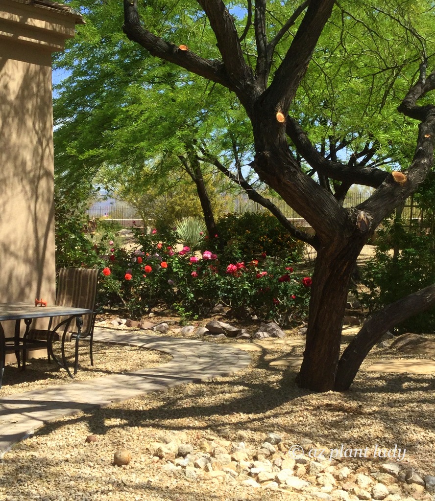 A Hidden Rose Garden in the Desert in the shade of trees